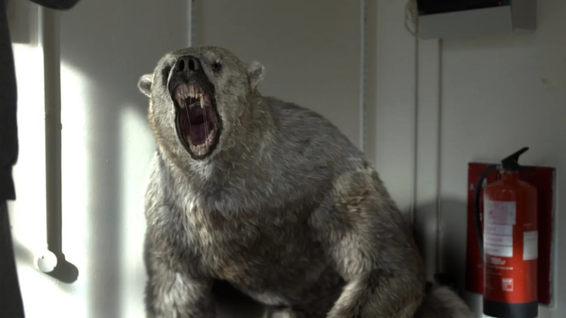 2 polar bear