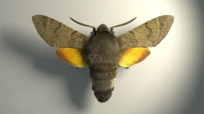 5 duke of burgundy