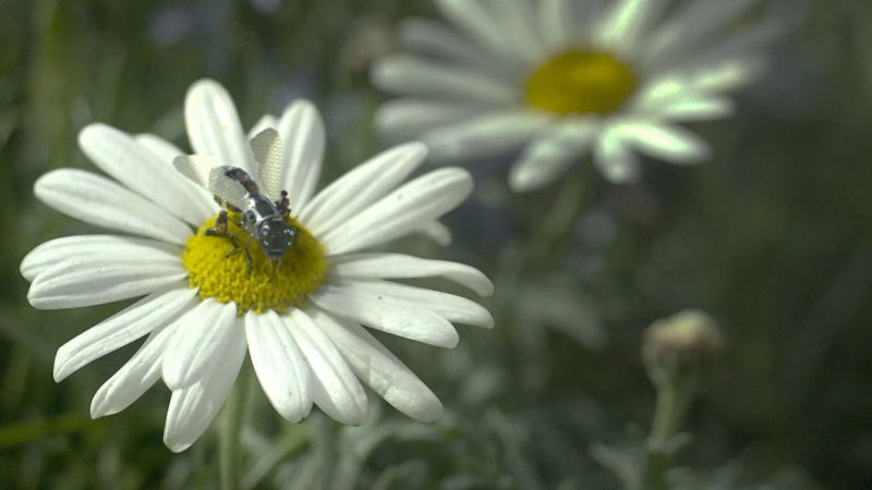 1 blackmirror hated in the nation