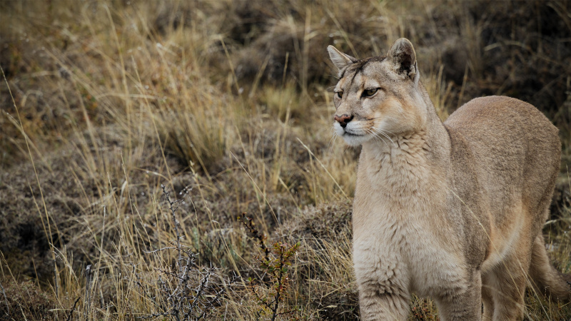 Predators 0000s 0000 Predators 016