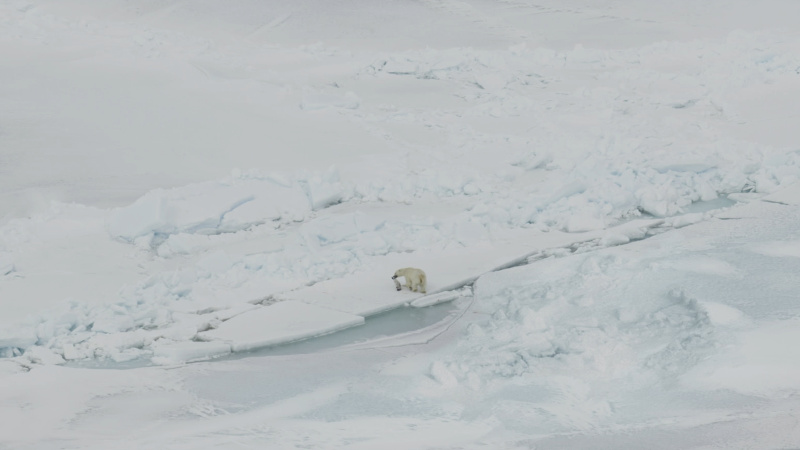 Predators 0000s 0008 Predators 007