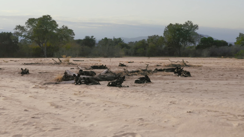 Predators 0000s 0011 Predators 004