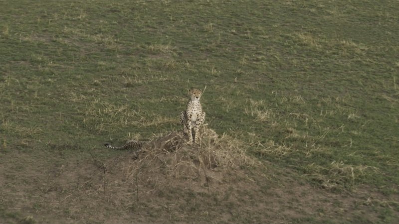 Predators 0000s 0013 Predators 002